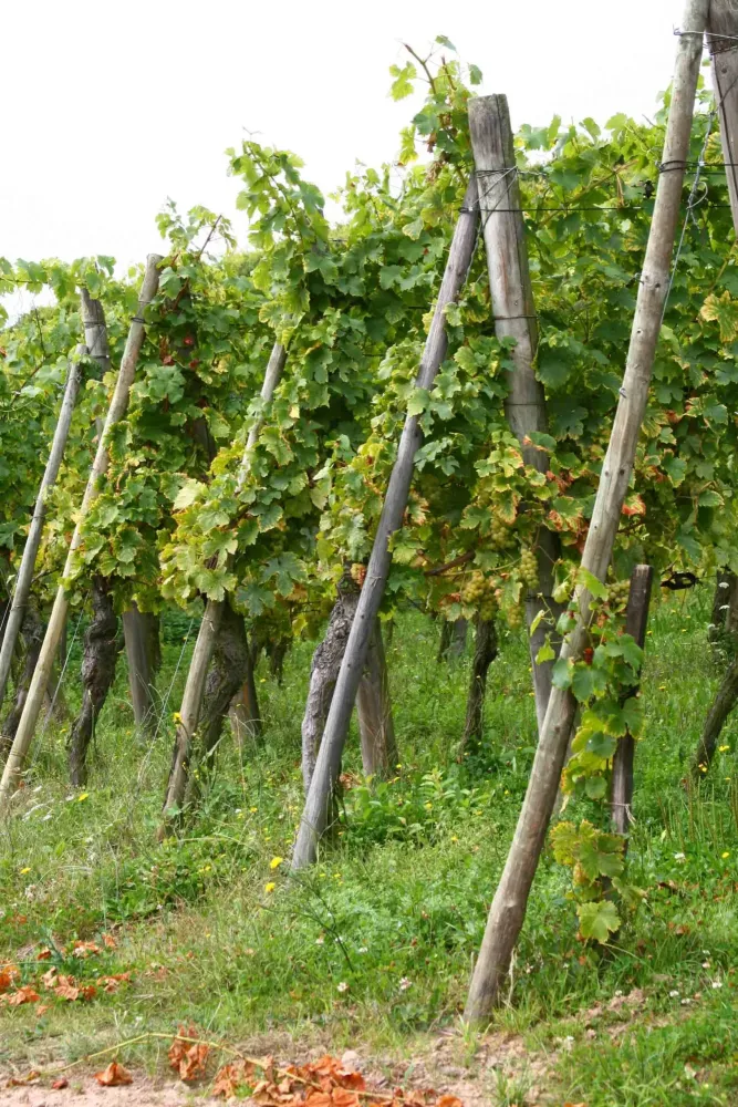photo-vin-17